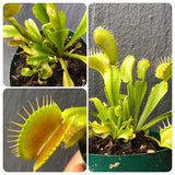 Whatsapp RARE & COLLECTABLES Sale (BN28/09) 🌟 DM DCXL ex Flytrapstore * Breeding stock / Seed parent 🌱 Potted