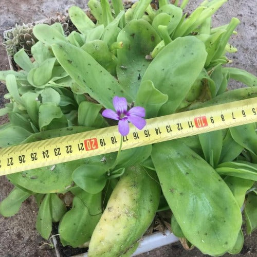Mexican Butterwort: Pinguicula Gigantea ex Best Carnivorous Plants for sale