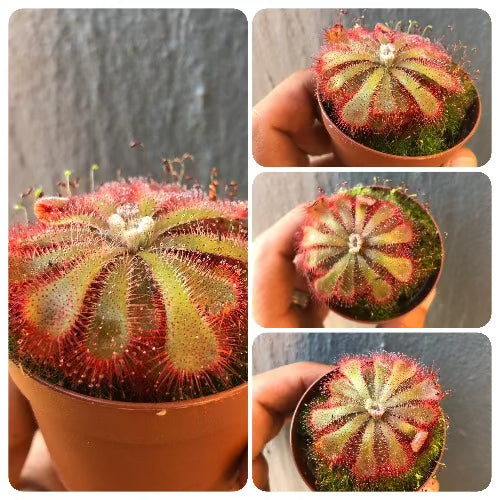 Drosera Aliciae (Silvermine, RSA) · Local sundew species