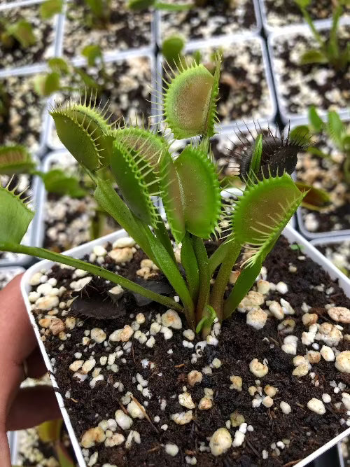 For sale: Wholesale carnivorous plants * Buy online South Africa ...