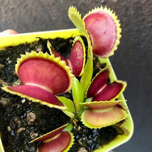 Venus fly trap BIG DRACULA for sale * Buy carnivorous plants online @ Cultivo Carnivores South Africa