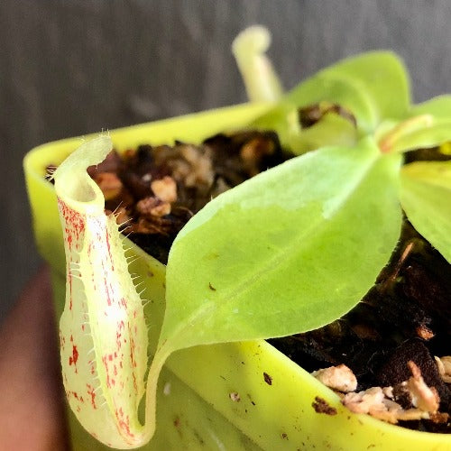 Nepenthes Mirabilis wing red x Northiana * Carnivorous Tropical pitcher plant (monkey cups) for sale