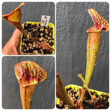 Buy Sarracenia Catesbaei seedgrown * Specimen plant * Rare and collectables ~ Carnivorous plants for sale South Africa