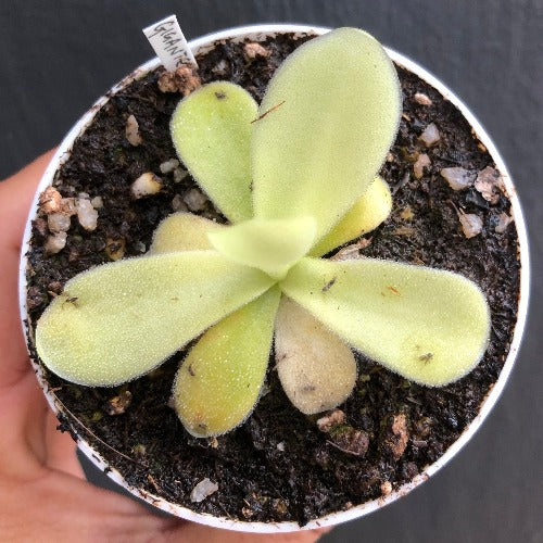 Buy Pinguicula Gigantea ex Bestcarnivorousplants online