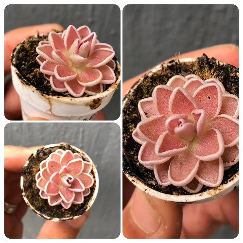 Pinguicula Ehlersiae 'Victoria' ex BCP * Breeding stock 🌱 Bareroot