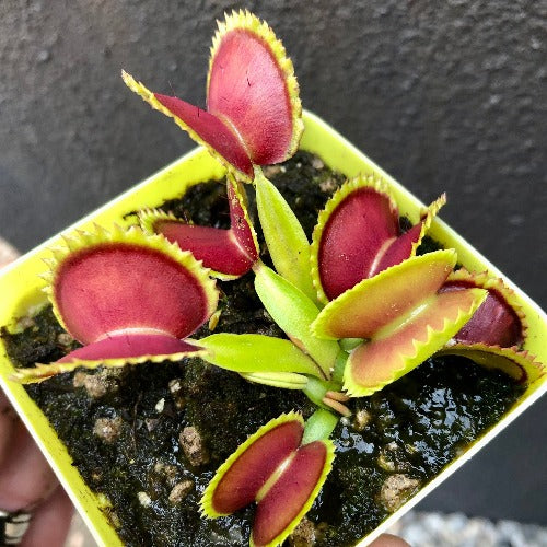 Venus fly trap BIG DRACULA for sale * Buy carnivorous plants online @ Cultivo Carnivores South Africa