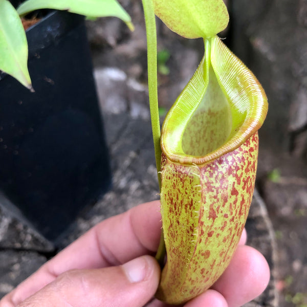 Nepenthes (bongso × inermis) × talangensis • Seed grown • Wistuba