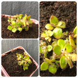 Whatsapp RARE & COLLECTABLES Sale (BN28/19) 🌟 Cephalotus Follicularis Diflora Giant (Big Boy x Coal mine beach) * Small clump with 8+young plants 🌱 Potted