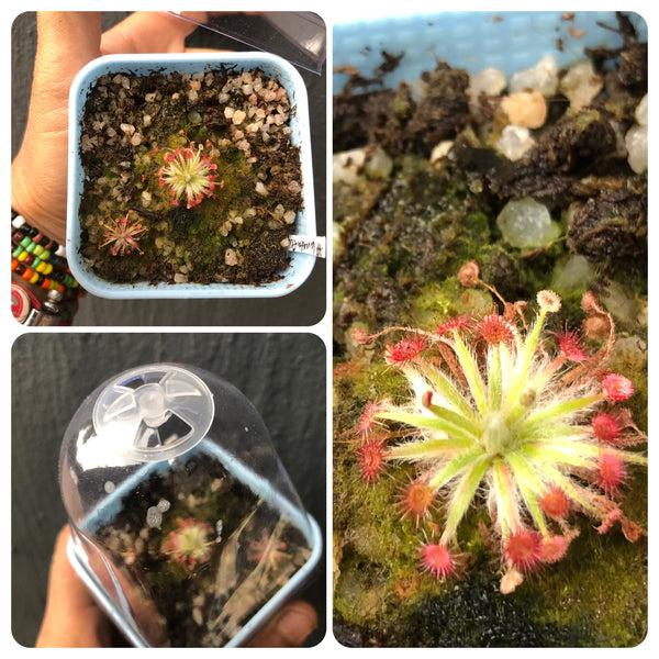 Drosera aff Lanata (Flying fox Creek, NT, Australia) - Best Carnivorous Plants, CZ