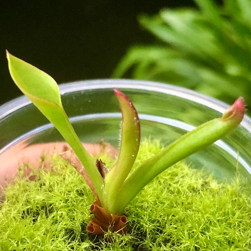Heliamphora Chimantensis • Pure species Sun pitcher • Wistuba clone 2
