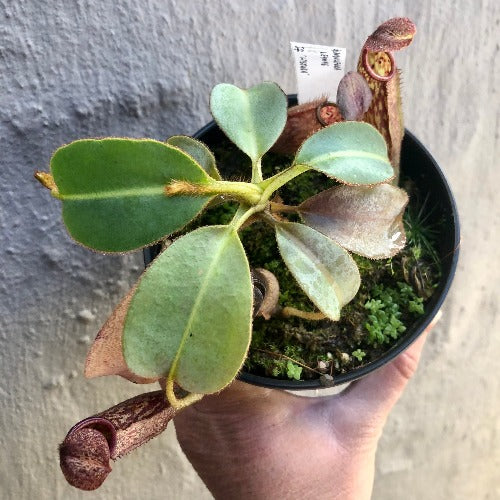 TROPICAL PITCHER PLANT 🌟 Nepenthes Glandulifera x Eymae (Kato.) * Wistuba