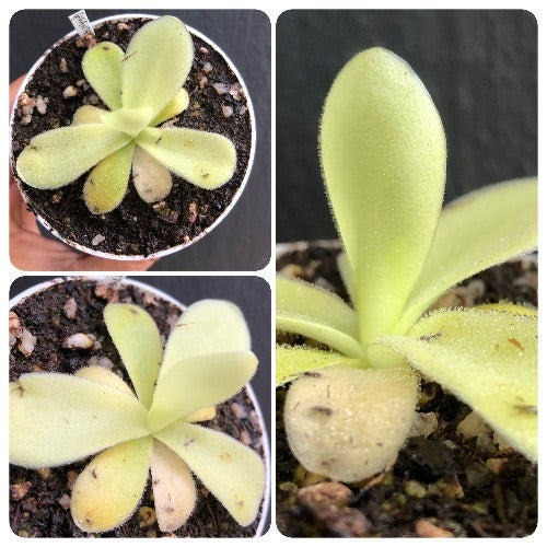 Pinguicula Gigantea ex Bestcarnivorousplants for sale