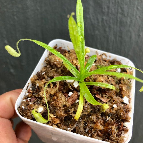 COLLECTORS ITEM 🌟 Nepenthes Glabrata Sulawesi ~ Seed grown * C.Klein 📏 Leafspan 8-10cm 🪴 Potted