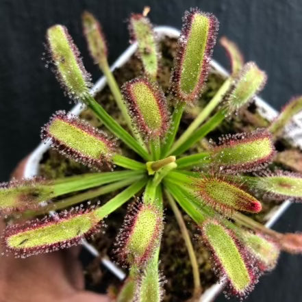 Drosera capensis (Bainskloof) • Compact Cape Sundew • Location Form from South Africa