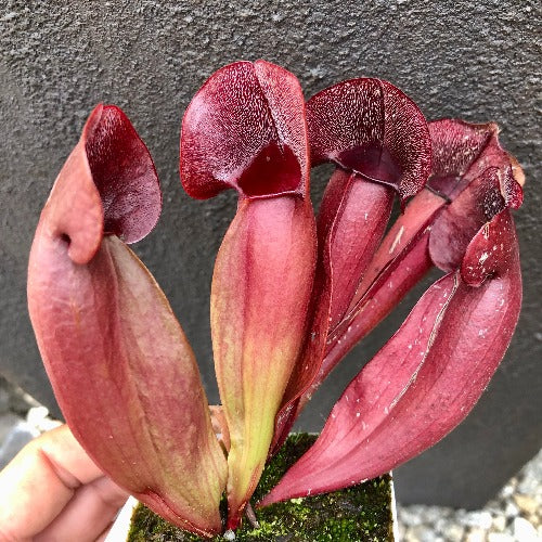 Buy online: Sarracenia Swaniana Red * C.Klein * Carnivorous plants for sale South Africa