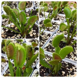 24-Plant VALUE PACK ☀️ 5+yr old Venus Flytrap G·M·S Mix ~ Mature 🌱 Bareroot 🎅🎄Christmas orders close 10 Dec