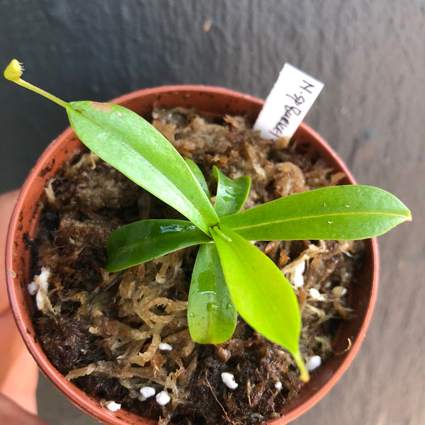 COLLECTORS ITEM 🌟 Nepenthes Burkei loc Mount Halcon, Philippines ~ Seed grown * Borneo Exotics 📏 Leafspan 6-8cm 🪴 Potted