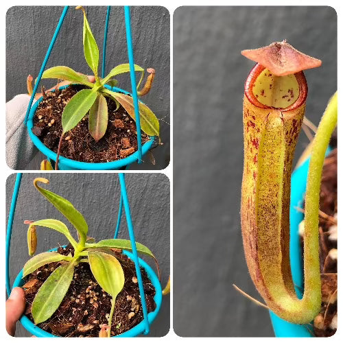 Buy Nepenthes Samsara ex Diflora in a hanging basket * Specimen plant * Rare and collectables ~ Carnivorous plants for sale South Africa