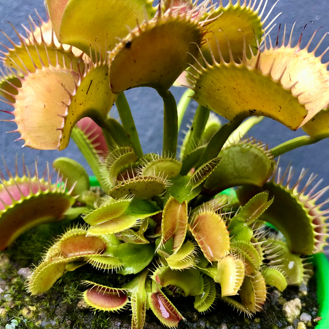 VENUS FLYTRAP 🌟 DM DC XL * Flytrapstore, USA 📏 7+yr old Mature, multi-crown plant 💎 Collectors Item > Exact plant pictured for sale | Buy carnivorous plants and seeds online @ South Africa's leading online plant nursery, Cultivo Carnivores