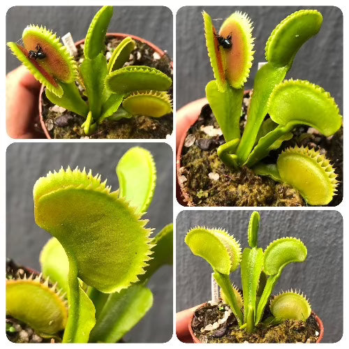 Buy Venus Fly Trap UK Sawtooth I ex. Christian Klein * Seed grown * Specimen plant * Rare and collectables ~ Carnivorous plants for sale South Africa