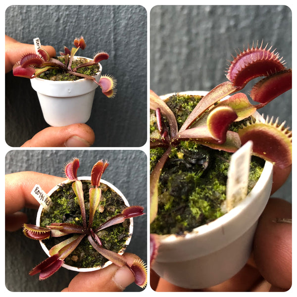 Venus flytrap 'Royal Red' · Flytrapstore, USA clone · Deep Red Traps