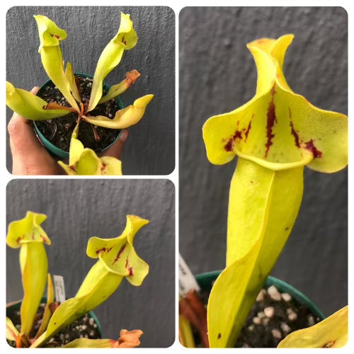 Carnivorous purple pitcher plant for sale: Buy Sarracenia ssp venosa 'Sorrow'  Flowering size online