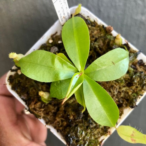 TROPICAL PITCHER PLANT 🌟 Nepenthes Eustachya (K. Sembilan, Sumatra) * Wistuba