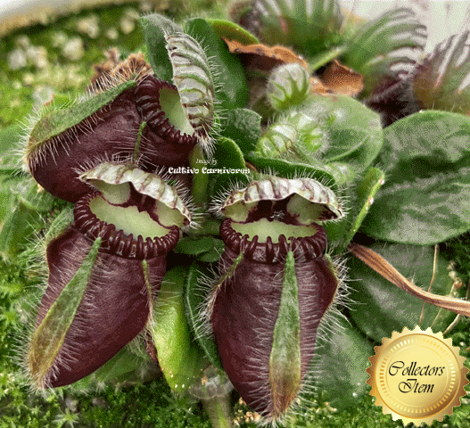 RARE! ALBANY PITCHER PLANT:  Cephalotus Follicularis Holland Clone 📏 Small 🪴 5cm Potted