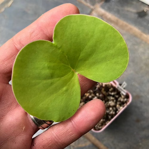 Utricularia Cornigera x Nelumbifolia • Epiphytic Bladderwort • Original Import