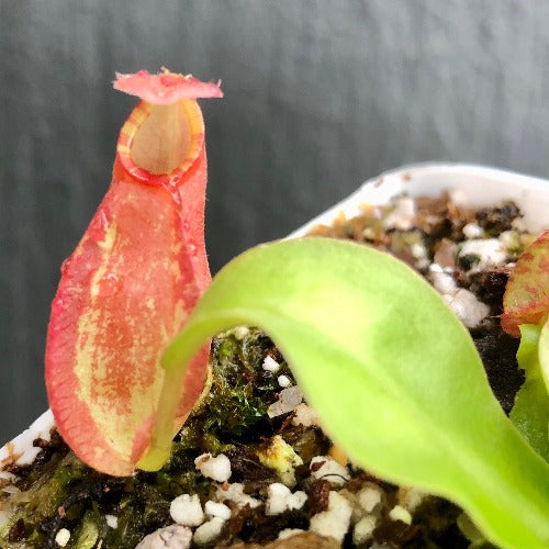 Nepenthes x Majin Bu from DIFLORA * Carnivorous plants for sale @ Cultivo Carnivores South Africa