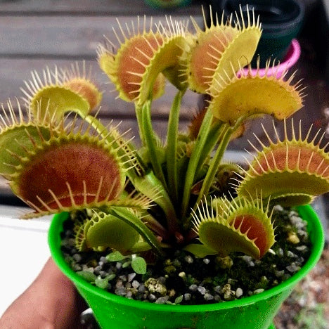 VENUS FLYTRAP 🌟 DM DC XL * Flytrapstore, USA 📏 7+yr old Mature, multi-crown plant 💎 Collectors Item > Exact plant pictured for sale | Buy carnivorous plants and seeds online @ South Africa's leading online plant nursery, Cultivo Carnivores