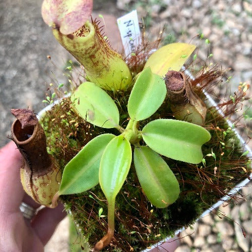 TROPICAL PITCHER PLANT 🌟 Nepenthes Cornuta (Mindanao, Philippines) * C ...