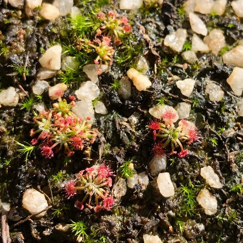 SUNDEW: Drosera Nitidula x Occidentalis (Pot o' Pygmies) for sale | Buy carnivorous plants and seeds online @ South Africa's leading online plant nursery, Cultivo Carnivores