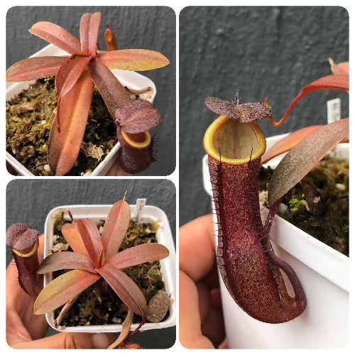 Nepenthes Dark Knight · US Version · Rooted Cutting
