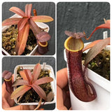 Whatsapp RARE & COLLECTABLES Sale (BN14/04) 🌟  Nepenthes Dark Knight (US version) * Rooted cutting 🌱 Potted