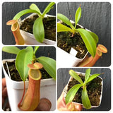 Whatsapp RARE & COLLECTABLES Sale (BN21/01) 🌟 Nepenthes Ventrata * Rooted Cutting 🌱 Potted