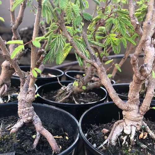 Mature flowering size Mimosa Pudica (Touch-me-not) Kruidjie roer my nie for sale | Buy carnivorous plants and seeds online @ South Africa's leading online plant nursery, Cultivo Carnivores