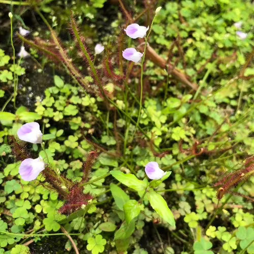 Carnivorous bladderworts for sale:  Buy Utricularia aff. Livida loc Marojey, Madagascar ex BCP 🌱 2cm mini pot online