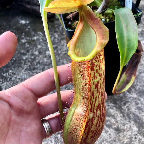 Nepenthes boschiana × adrianii • Seed grown • Wistuba