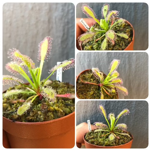 Drosera Capensis (Bains Kloof, RSA) · Compact locality sundew