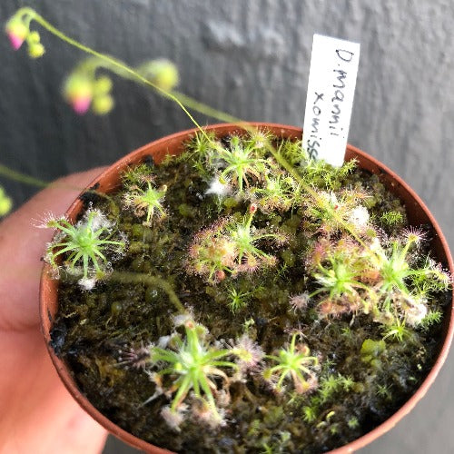 SUNDEW: Drosera Mannii x Omissa (Pot o' Pygmies) for sale | Buy carnivorous plants and seeds online @ South Africa's leading online plant nursery, Cultivo Carnivores