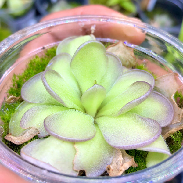 Pinguicula hemiepiphytica × cyclosecta • Flowering size • BCP clone