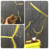 Whatsapp RARE & COLLECTABLES Sale (BN28/05) 🌟 Drosera Binata var. dichotoma f. pedata (Giant Form) ex BCP 🌱 Bareroot