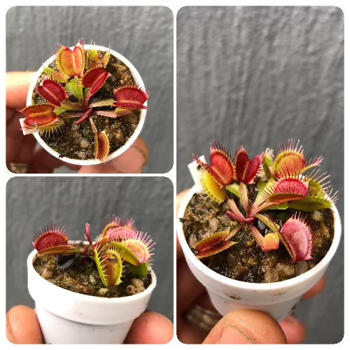 Venus flytrap 'Purple Ambush' · Rare Clone · C.Klein Collection