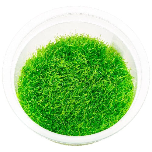 ADA Tissue Culture Carnivorous plants Utricularia Graminifolia