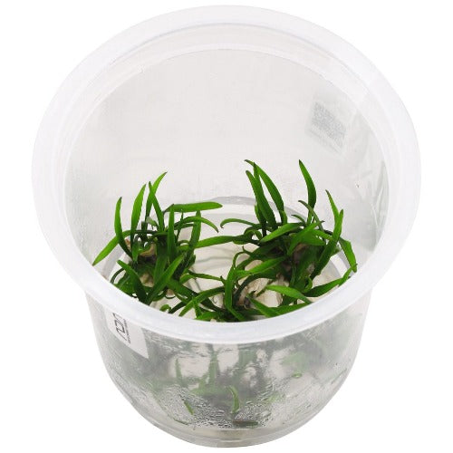 ADA Tissue Culture Tropical plants for terrariums for sale South Africa