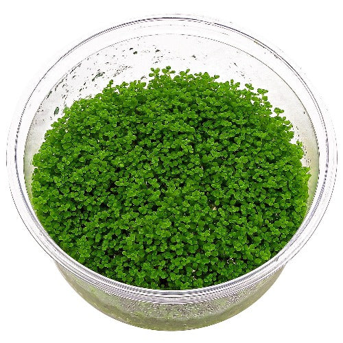 ADA Tissue Cultures for sale South Africa