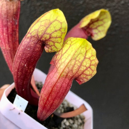 Sarracenia cv 'Vogel' for sale_Carnivorous trumpet pitcher plant for sale