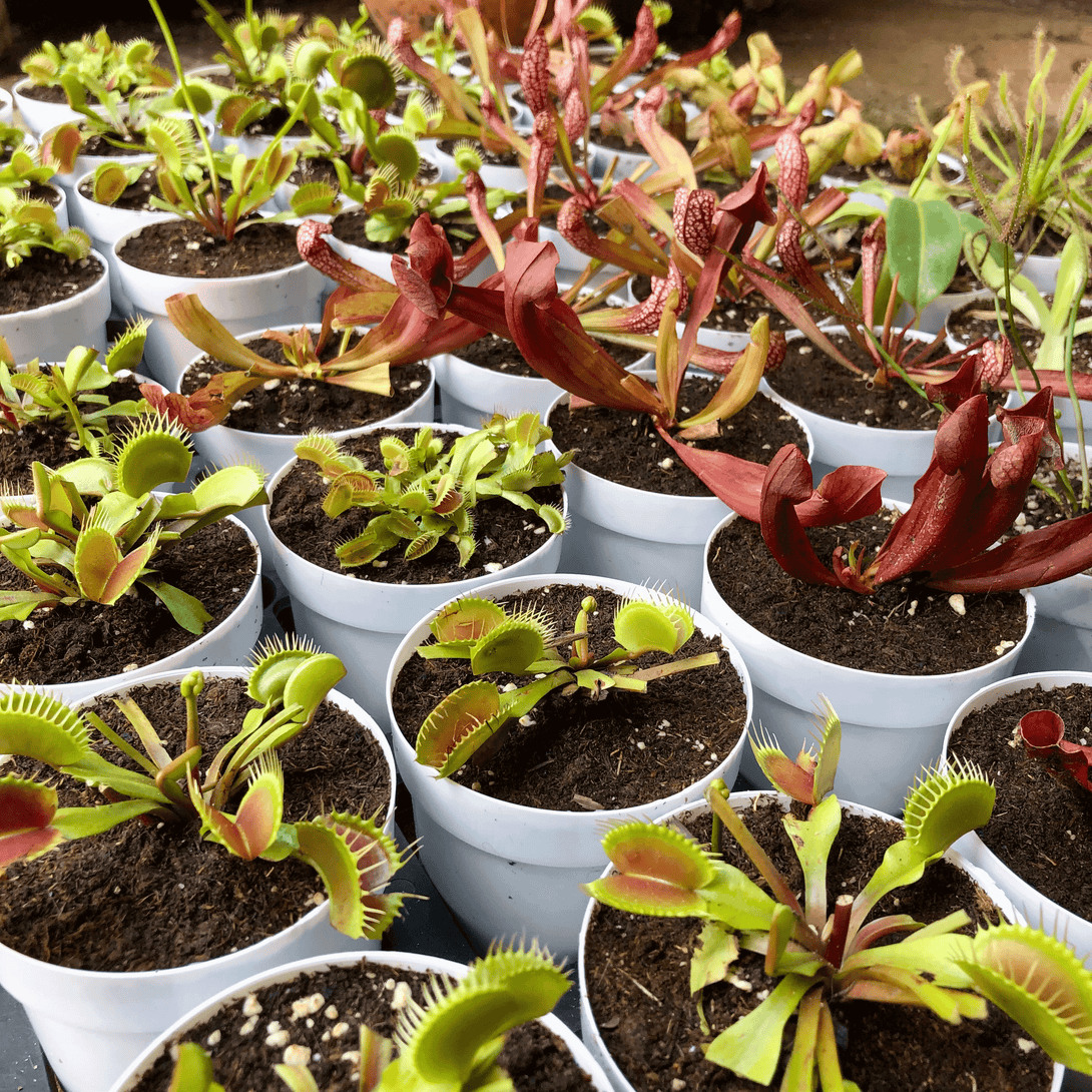Tropical Pitcher Plants for Beginners (Monkey Cups) • Pitfall Traps • Pre-planted