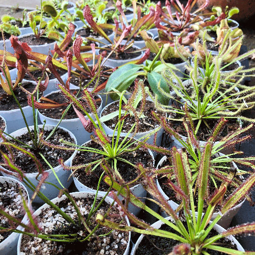 CAPE SUNDEWS (Octopus plants) for beginners 🪴 Potted